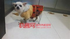 神奇小狗能自我照顾 主人外出几天就留几堆狗粮