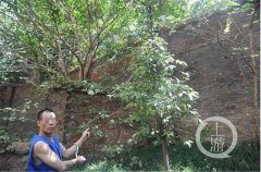 万万没想到！小偷爬树进屋盗窃 让他暴露踪迹的竟是……