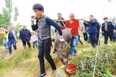 野猪窜进​重庆​江北一小区 数枪击毙准备分来吃了
