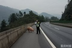 “二师兄”高速公路跳车 驾驶员吃罚单