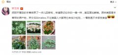罗玉凤在美国吃的是野草？NO！这是重庆的冬寒菜！