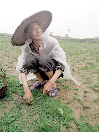 种植草坪 他一年轻松收入四五万