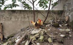 屋顶成了养鸡场 两家人差点为此动手