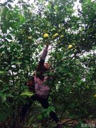 重庆留守妇女“双学双比”赛技能 3人10分钟摘了230斤柠檬