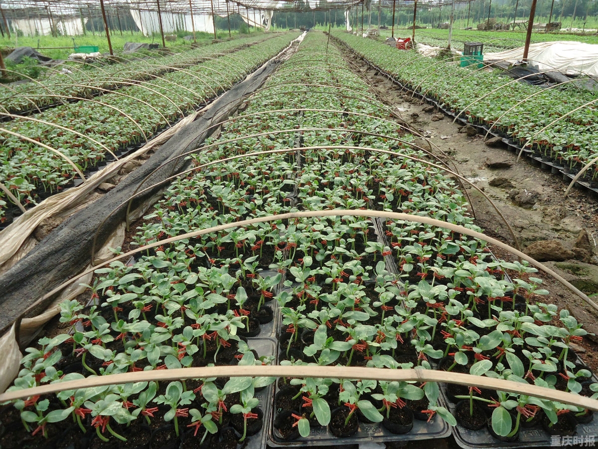 小雪到 菜价小跑入冬进“两元时代”