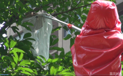 重庆每年处置蜂窝警情两万多起 消防员自制摘蜂窝神器获国家专利