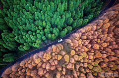 这里的森林，一边是春天一边是冬天