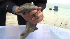 惊呆了！市民长江野钓钓起一条娃娃鱼