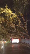 吓人！10多米高行道树突然倒下砸中小车