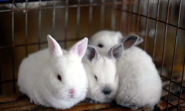 1481434581929640.jpg 4.jpg