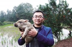 80后“猪倌”返乡创业 带动乡亲走上致富路