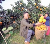 云阳行政村100%通畅，每个贫困村都有一条硬化路