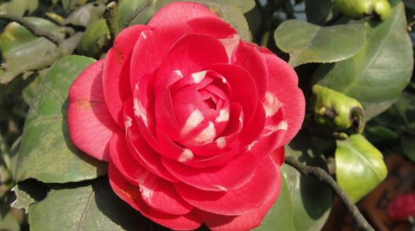 1481602786323583.jpg 1481602786323583.jpg