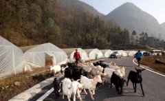 路通了！武隆村民办农家乐俩月收入5万多