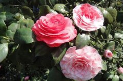 太美了！5万株茶花绽放南山植物园山茶园