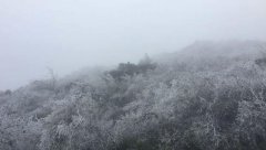 如梦如幻！金佛山出现立春后的首场雾凇美景