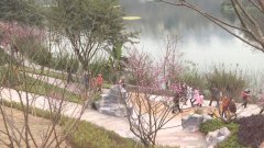 彩云湖红梅花开  市民感受春天气息