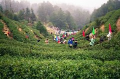 上千市民万盛采茶 石林中春茶飘香