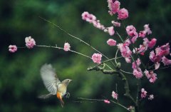 又到“花开时” 重庆市旅游局推出百条春季赏花踏青线路