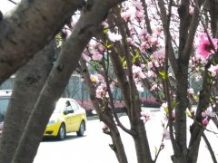 美爆了！重庆居然有一条桃花大道