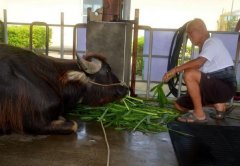 梁平117岁老牛离世前苦撑，只为见主人最后一面才断气