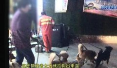 重庆一老太每天牵7只大狗在闹市区“遛弯”