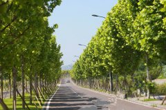 重庆今日天气晴好  夜晚“变脸”雷电风雨