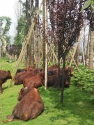 重庆大学城来了“牛客人”