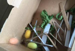 重庆一居民家中的蚕宝宝结出了“五彩茧子” 十分漂亮