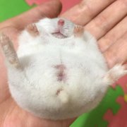 网上买仓鼠快递到家死了一只 重庆一男子伤心索快递赔偿