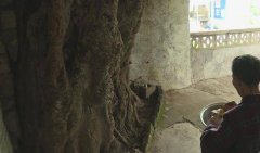 重庆这家有个百年特大号“盆景”