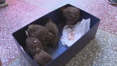 酷毙了！重庆一居民家中抽油烟机现“国家级保护动物”