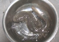 重庆一面馆门口清早趴着一条娃娃鱼 难道是来吃面？