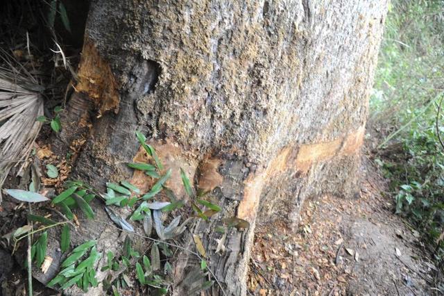 觊觎武隆两棵500年楠木 黑心商贩先倒毒再斧砍剥皮