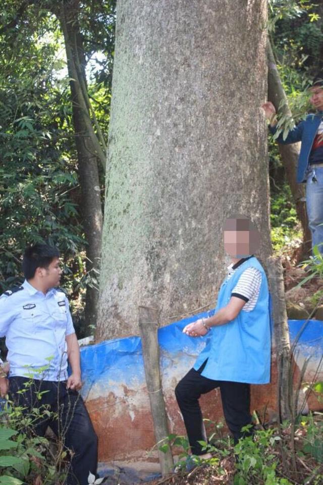 觊觎武隆两棵500年楠木 黑心商贩先倒毒再斧砍剥皮