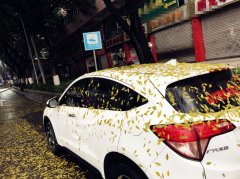 车停树下满身尽带“黄金甲”   路人：求车主心理阴影面积