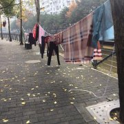 行道树秒变“晾衣架” 遭五花大绑晾晒衣物