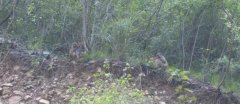 丰都一群野猴下山觅食 路人围观“戏猴”