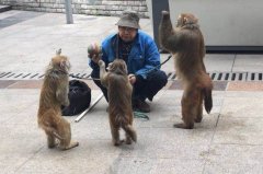 重庆街头的杂耍人 竟被猴子当众打脸