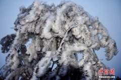 重庆酉阳高海拨地区现冰凌景观 树木穿上“冰衣”