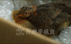 相隔16年 黄脚三趾鹑再现山城