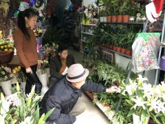 缓解“暖气病” 冬季盆栽绿植走俏潼南