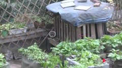 楼下“开心农场” 楼上邻居遭殃