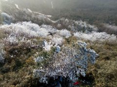 雪后初晴 华蓥山出现“冰凌”景观
