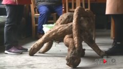 女子挖出“稀罕物” 造型奇特重一百多斤