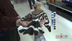 家里来了“不速之客” 两老人惊呼“太美了”