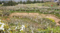 开州高山梨花开 九岭梨海漫天皆白