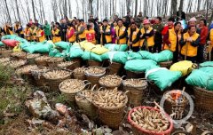 壮观! 云阳400名麻农上山种天麻