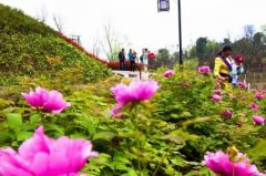 气温升高 垫江牡丹湖畔牡丹花娇艳盛放